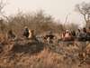 Tintswalo Manor House - Game Drive